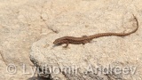 Video of Common wall lizard - common wall lizard on the rock in the summer
