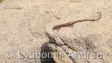 Video of Common wall lizard - common wall lizard on the rock in the summer