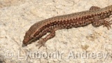 Video of Common wall lizard - common wall lizard on the rock in the summer <a href=