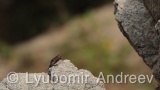 Video of Common wall lizard - common wall lizard on the rock in the summer <a href=