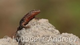 Video of Common wall lizard - common wall lizard on the rock in the summer <a href=https://www.nurluk.me/>breitling copy watches</a>